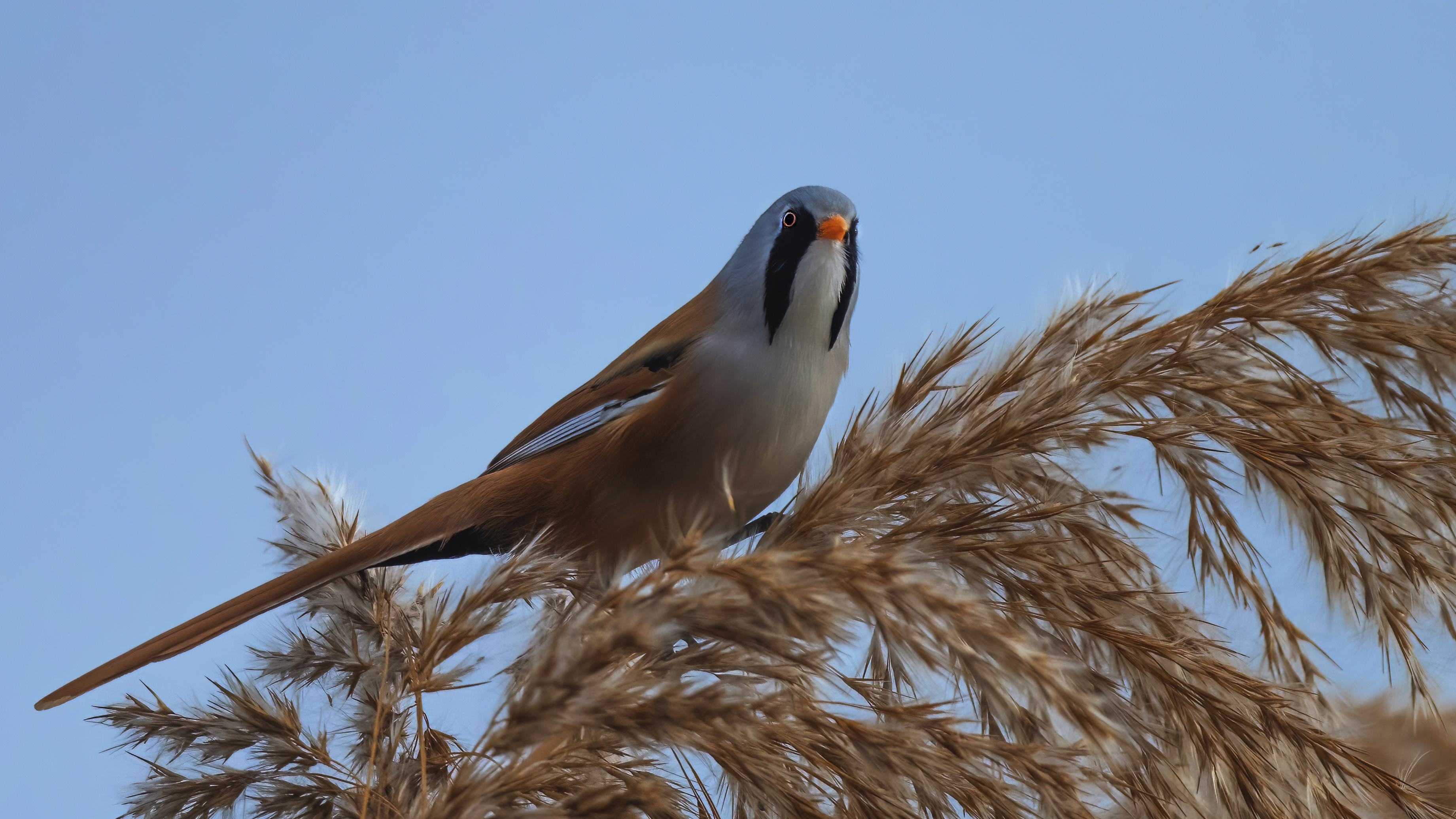 Bearded Reedling — Ana fotoğraf